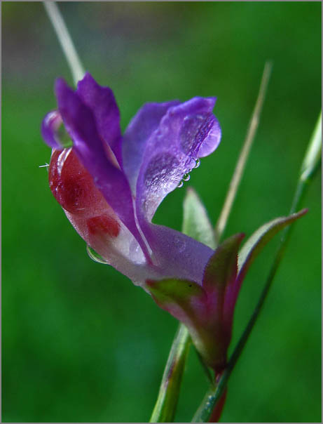 sm P14 Blue Eyed Mary.jpg - Blue Eyed Mary (Collinsia sparsiflora): Blue Eyed Mary is a native that is usually purple, lavender or even white. Go figure.